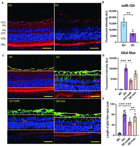 The Expression Of Mir In Rat Retinae And Its Effect On The