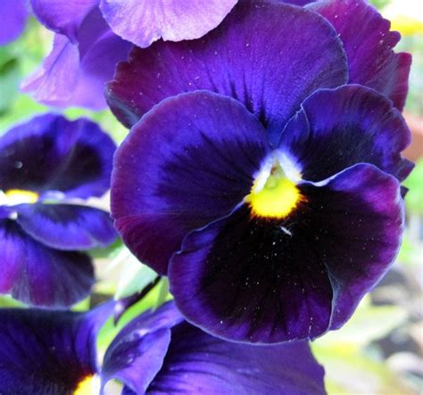 Comprar Sementes de Amor Perfeito Roxo Gigante Suíço Viola tricolor