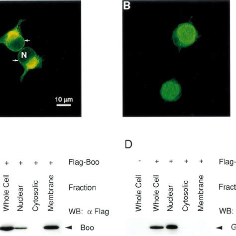 Subcellular Localization Of Boo In 293T Cells Cells Were Transiently