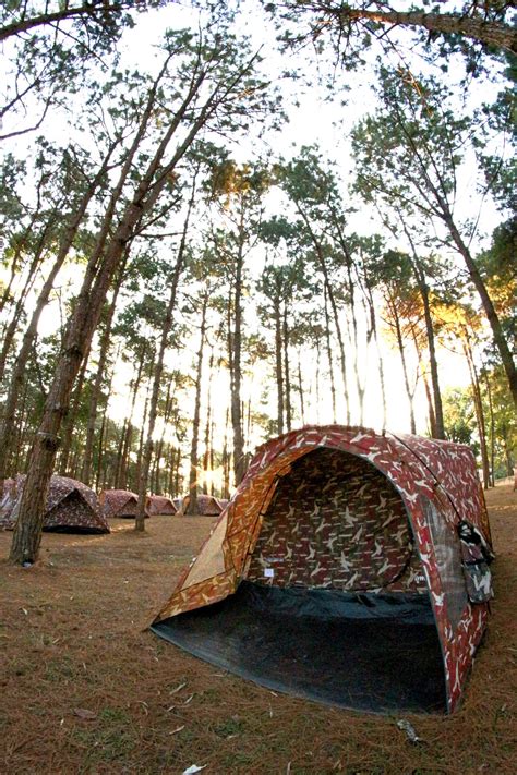 Camping In Pine Forrest At Phu Hin Rong Free Stock Photo Public