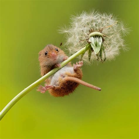 Harvest Mouse Travel Aesthetic Animal Kingdom New World Travel