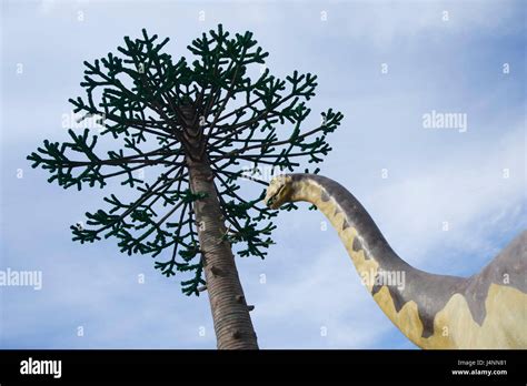 Sauropoda Hi Res Stock Photography And Images Alamy