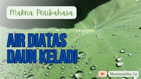 Air Diatas Daun Keladi Makna Peribahasa Youtube