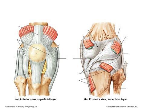 Knee Ligaments (1) Diagram | Quizlet