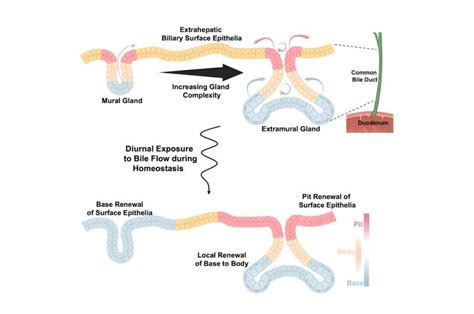 Bile duct function and disease highlighted in new study