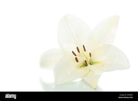 Beautiful Blooming Lily Hi Res Stock Photography And Images Alamy