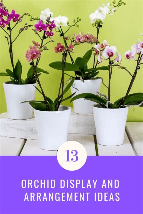 13 Orchid Display And Arrangement Ideas Aven Gardening Orchids