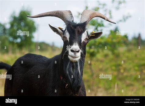 Goat Hi Res Stock Photography And Images Alamy