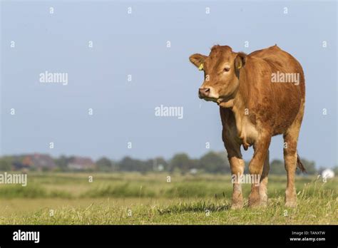 Adult Limousin Cow Hi Res Stock Photography And Images Alamy