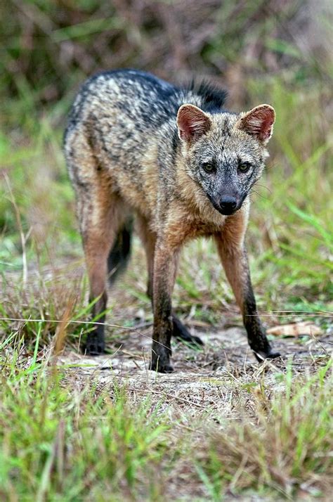 Crab Eating Fox Photograph By Tony Camachoscience Photo Library