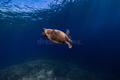 Sea Turtle Glides In Blue Crystal Ocean Turtle Swims Underwater In