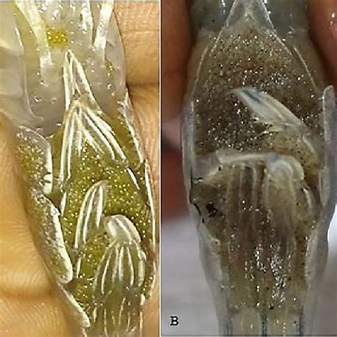 Progression Of Eggs Volume During Incubation Period In Macrobrachium Download Scientific