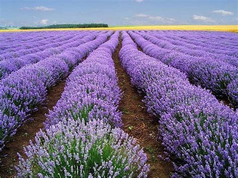 500 True English Lavender Vera Lavender Augustifolia Vera Herb Flower Seeds