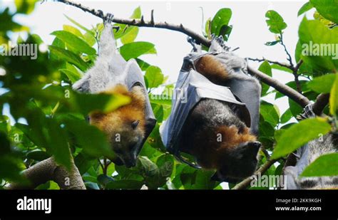 Fruit bat baby Stock Videos & Footage - HD and 4K Video Clips - Alamy