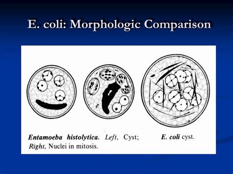 Entamoeba Coli Vs Histolytica