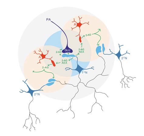 Astrocytes Modulate Spinal Pain Processing By Way Of Cannabinoid