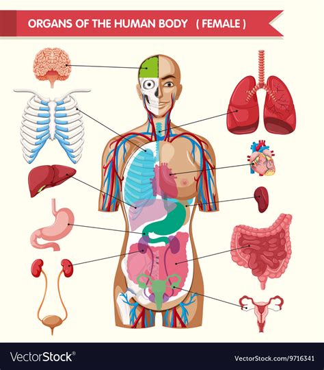 Diagram Of The Human Body Systems And Their Functions Human