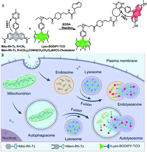 A Design Of Tetrazine And Tco Probes And The Corresponding