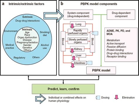 Impact Story Supporting Drug Development Through Physiologically Based