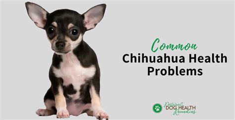 Do Chihuahuas Suffer From Seizures