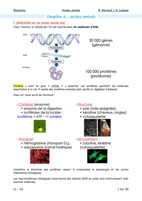 Chapitre 4 Acides aminés Chapitre 4 acides aminés I Généralités