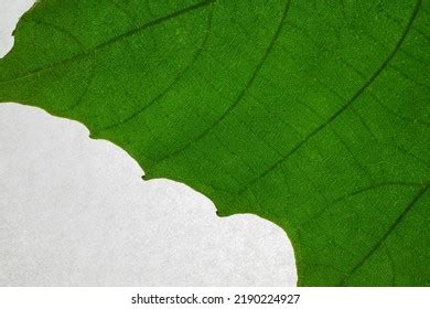 Leaf Texture Wallpaper Background Stock Photo 2190224927 | Shutterstock