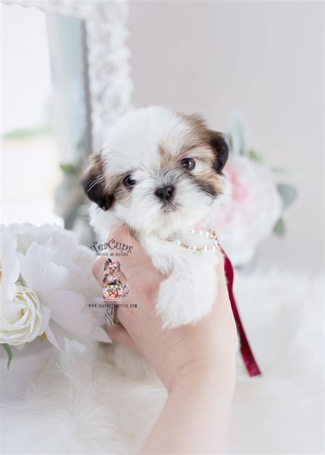 Little Shih Tzu Puppies for Sale | Teacup Puppies & Boutique