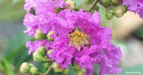 Lagerstroemia Speciosa Care: Growing Pride Of India Crape Myrtle