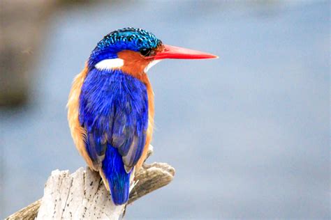 Photo Gallery South African Birds