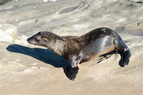 California Sea Lion Cub Walking On The Rocks Stock Photo Image Of