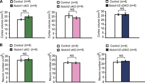 Conditional Deletion Of Notch And Notch Genes In Excitatory Neurons