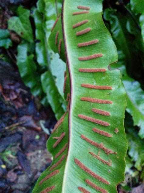 Wild Life: Hart's Tongue Fern