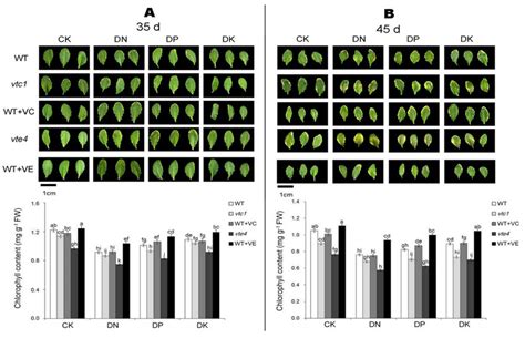 Leaf Phenotypes And Chlorophyll Contents Of Arabidopsis Thaliana At The