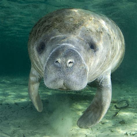 Why do manatees drink fresh water? – Pet Store Animals