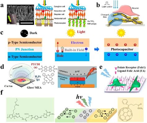 《acs Nano综述》南京大学沈群东：无线神经仿生、刺激和再生的光活性纳米材料腾讯新闻