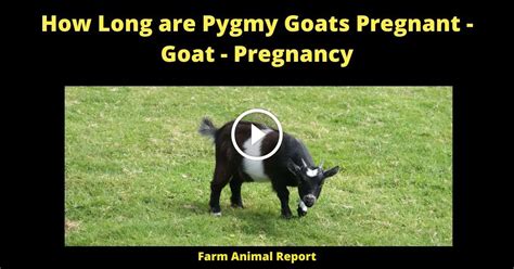 How Long Are Pygmy Goats Pregnant - Goat - Pregnancy