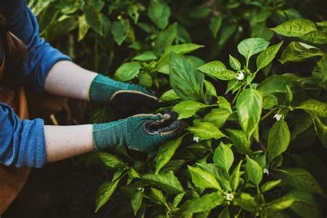 Riutilizzare Le Bucce Di Cipolla Come Concime Lavorincasa It