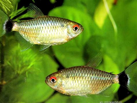 Red Eye Tetra Moenkhausia Sanctaefilomenae Adult Size 4 Inches Origin South America Tetra