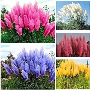 Mix Pampas Grass Seeds For Planting Cortaderia Selloana Seeds