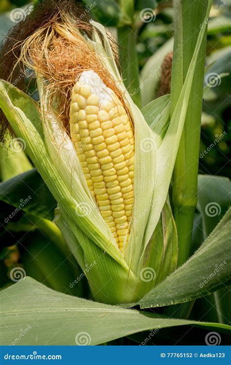 Closeup Corn On The Stalk In The Corn Field Stock Photography