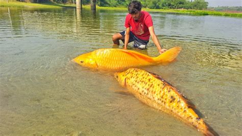 Best Hand Fishing Video Traditional Small Fisherman Big Fish Catching