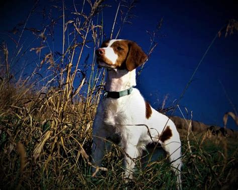 Breton Espanol Dog breed information, description, personality, price, teaching, common diseases ...