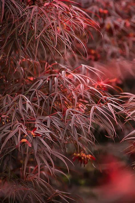 Ribbon Leaf Japanese Maple Trees For Sale The Tree Center