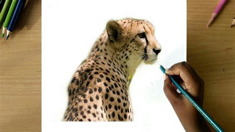 How To Draw A Realistic Cheetah By Colour Pencil Step By Step Cheetah