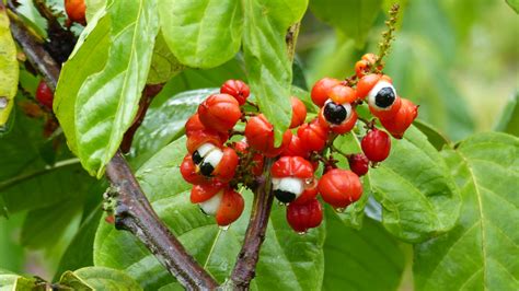 Pé De Guaraná Da Amazônia - Guaraná da Amazônia: saiba mais dessa produção e seus benefícios ...