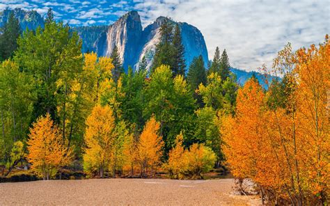 Pożółkłe drzewa na tle gór w Parku Narodowym Yosemite