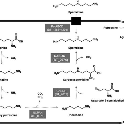 Predicted Polyamine Biosynthetic Pathway And Polyamine Transport