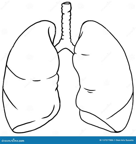 De Poumon D Anatomie Ligne Humaine Illustration Stock Illustration Du