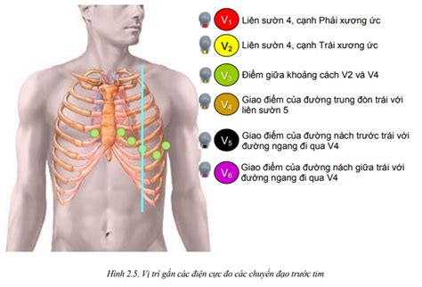 ️ Quy Trình Kỹ Thuật đo điện Tim CẦu Xanh