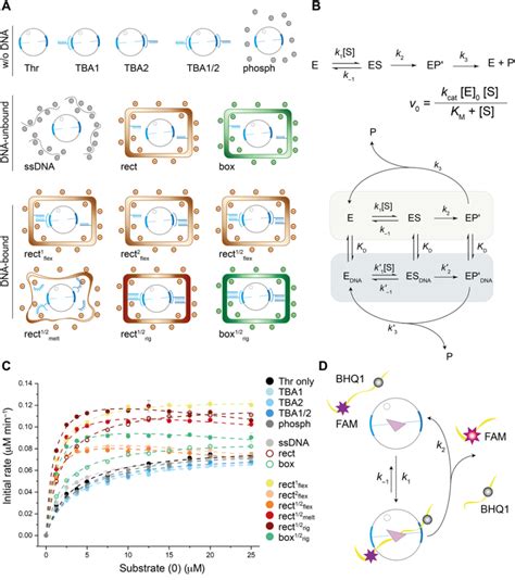 Science Advances Dna纳米结构在变构调节蛋白酶催化中的作用 韩达